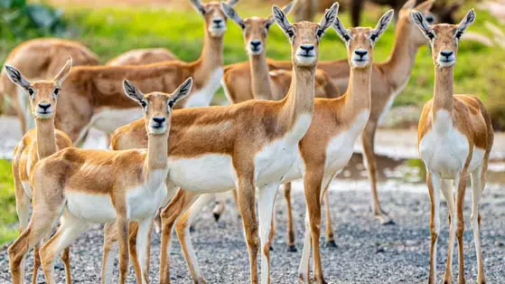Зоопарк Dubai Safari Park