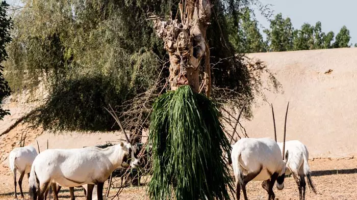 Зоопарк Dubai Safari Park