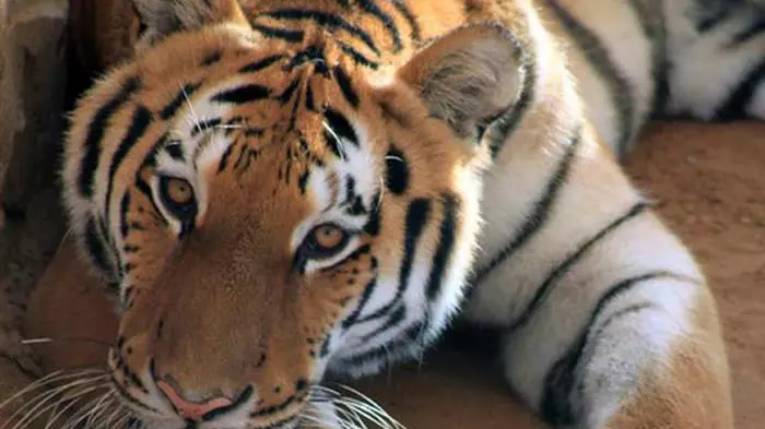 Зоопарк в Абу-Даби Emirates Park Zoo