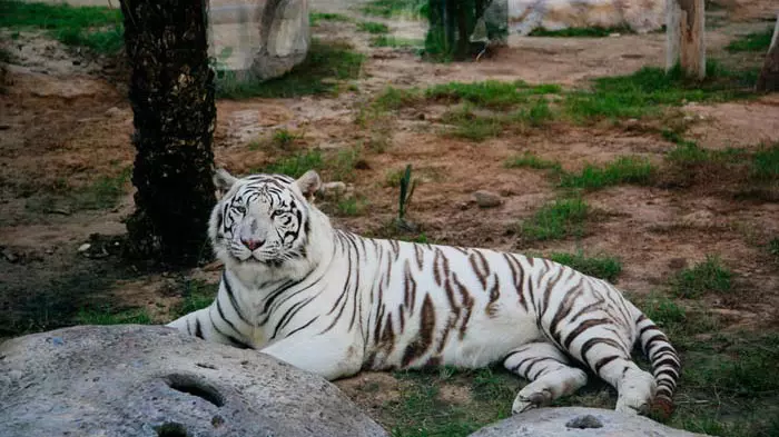 Зоопарк в Абу-Даби Emirates Park Zoo