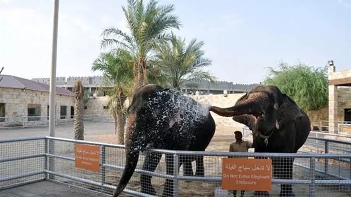 Зоопарк в Абу-Даби Emirates Park Zoo