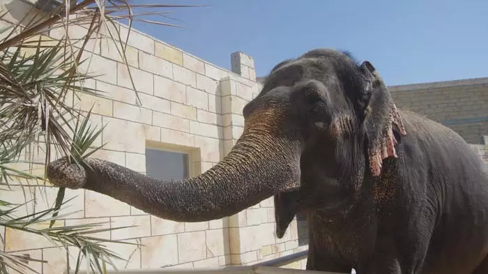 Зоопарк в Абу-Даби Emirates Park Zoo