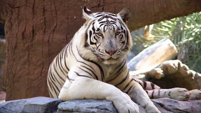 Зоопарк в Абу-Даби Emirates Park Zoo