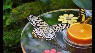 حديقة الفراشات دبي