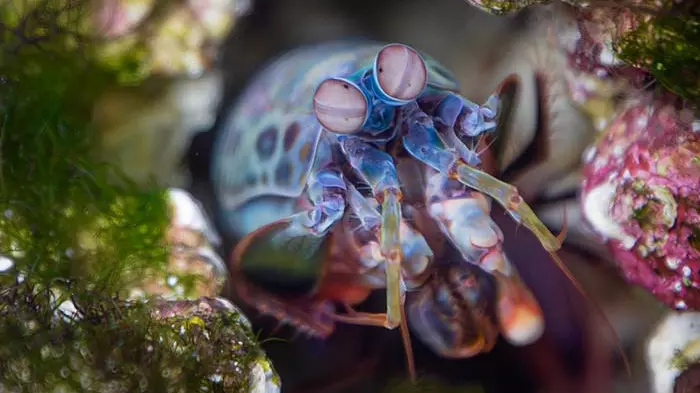 Национальный океанариум Абу-Даби