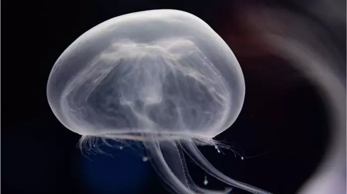 Национальный океанариум Абу-Даби