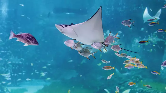 Национальный океанариум Абу-Даби