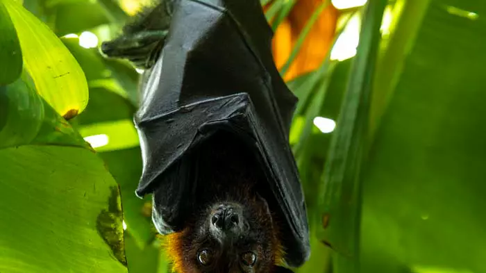 Тропический парк The Green Planet