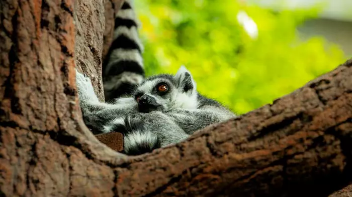 Тропический парк The Green Planet