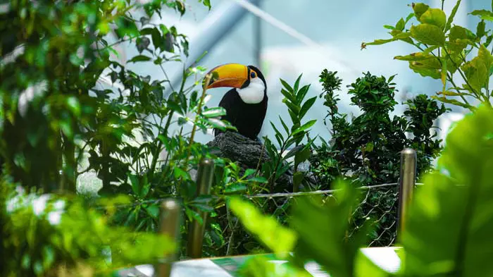 Тропический парк The Green Planet