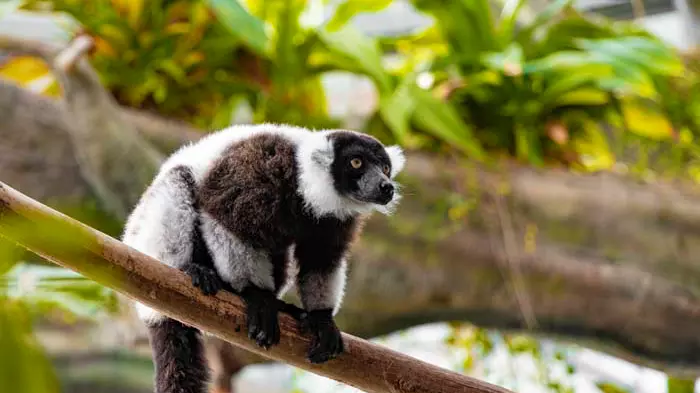 Тропический парк The Green Planet