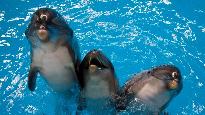 Шоу дельфинов в Дубайском дельфинарии