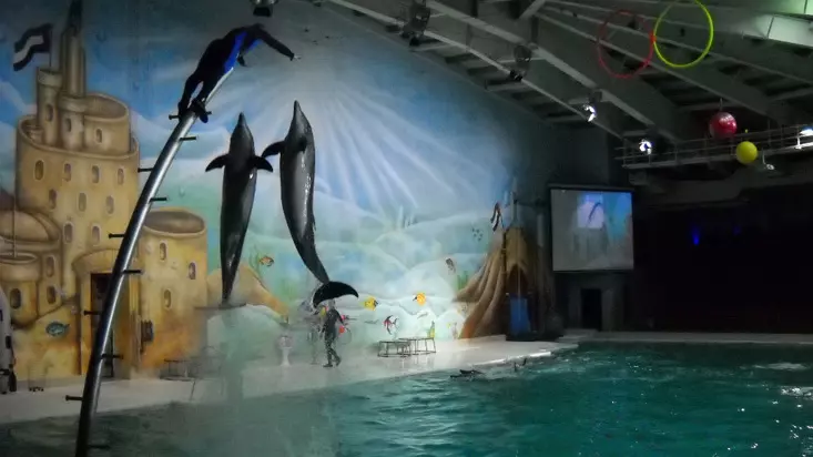 Шоу дельфинов в Дубайском дельфинарии