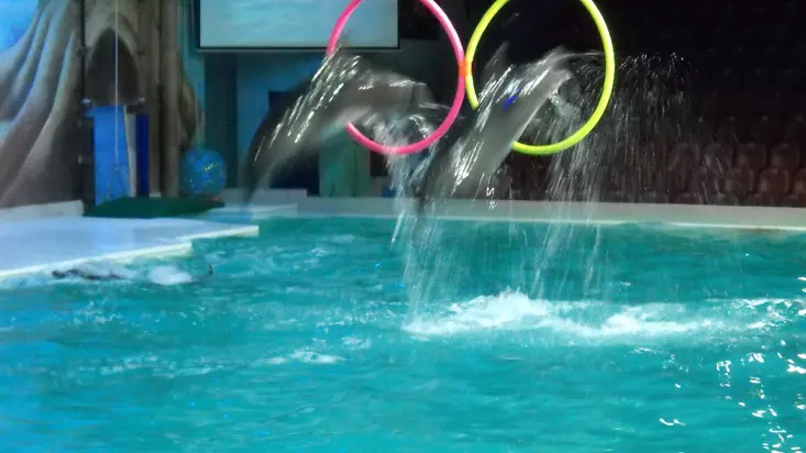 Шоу дельфинов в Дубайском дельфинарии