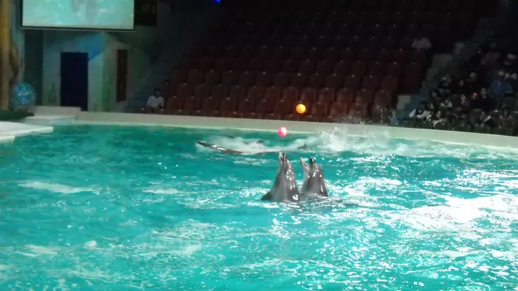 Шоу дельфинов в Дубайском дельфинарии