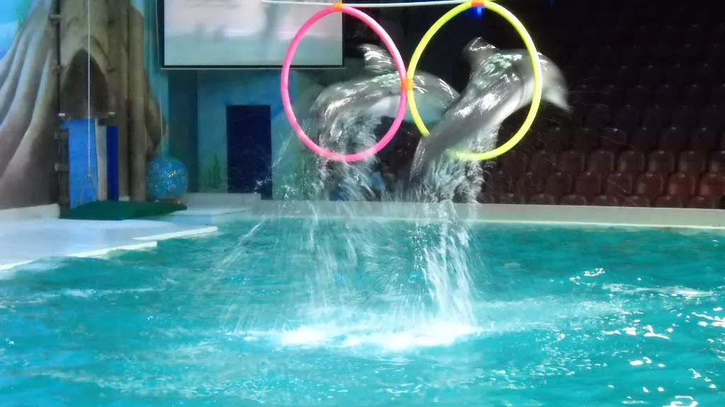 Шоу дельфинов в Дубайском дельфинарии