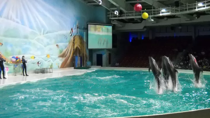 Шоу дельфинов в Дубайском дельфинарии
