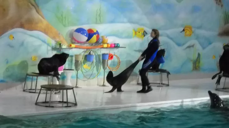 Шоу дельфинов в Дубайском дельфинарии