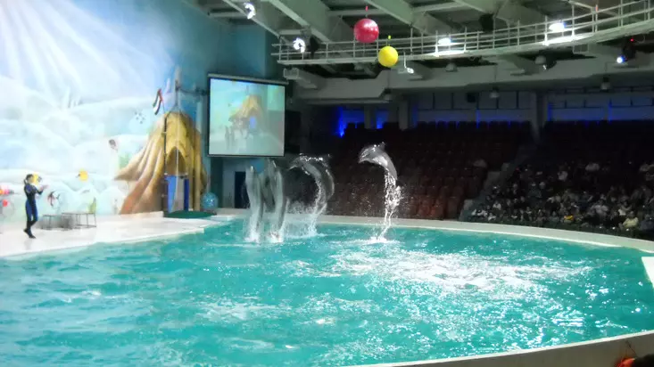 Шоу дельфинов в Дубайском дельфинарии