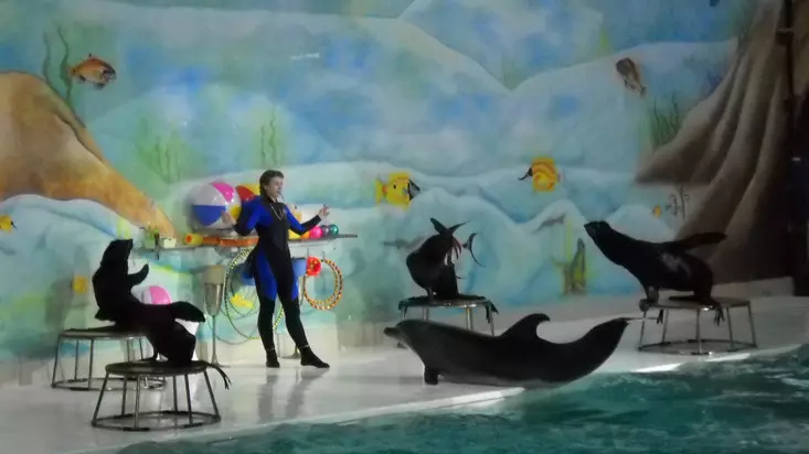 Шоу дельфинов в Дубайском дельфинарии