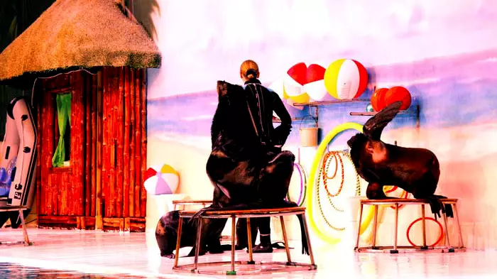 Шоу дельфинов в Дубайском дельфинарии