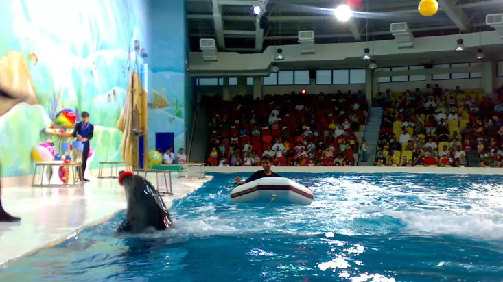 Шоу дельфинов в Дубайском дельфинарии