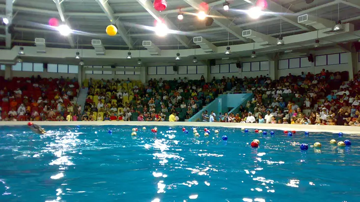 Шоу дельфинов в Дубайском дельфинарии