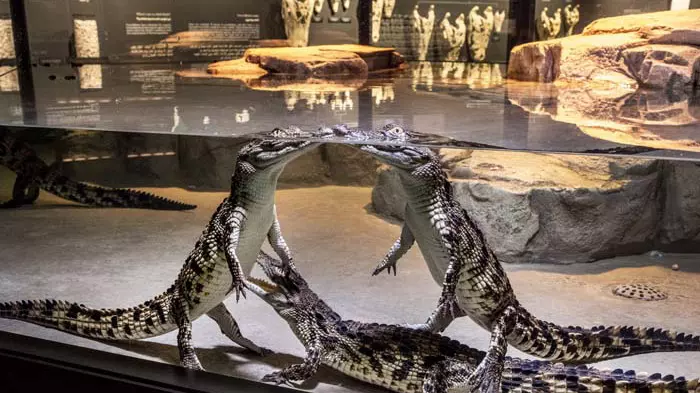 Парк крокодилов