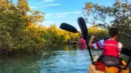 Каякинг в мангровых зарослях в Абу-Даби