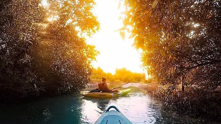 Каякинг в мангровых зарослях в Абу-Даби