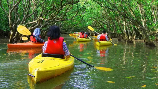 Каякинг в мангровых зарослях в Абу-Даби