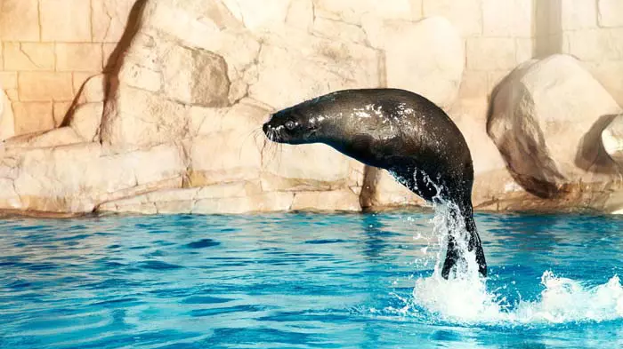 Dolphin Bay at Atlantis the Palm - Photo 12