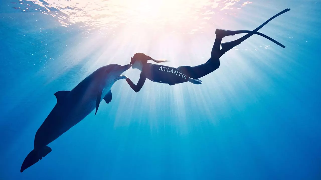 Плавание с дельфинами в Atlas Village (Dolphin Bay)