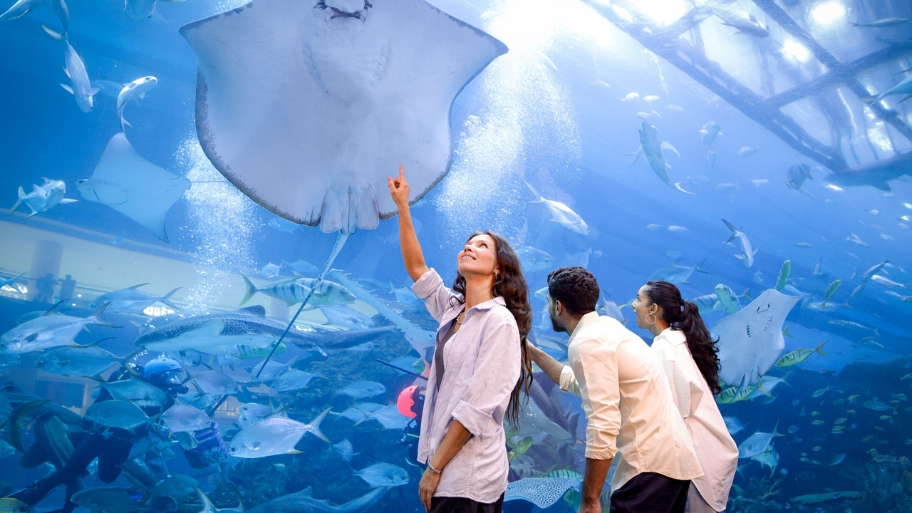 Аквариум и подводный зоопарк в Дубай Молле