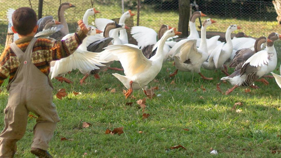 Зоопарк в Абу-Даби Emirates Park Zoo