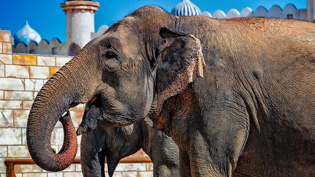 Зоопарк в Абу-Даби Emirates Park Zoo