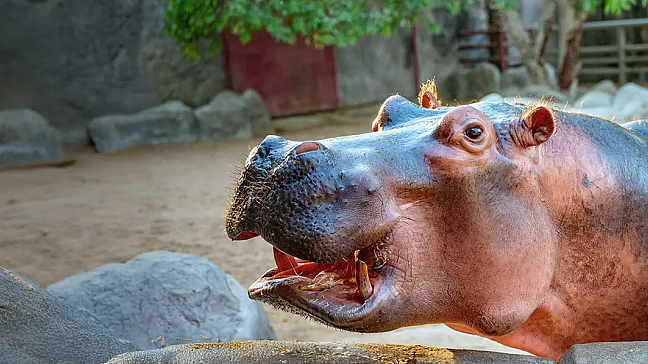 Зоопарк в Абу-Даби Emirates Park Zoo