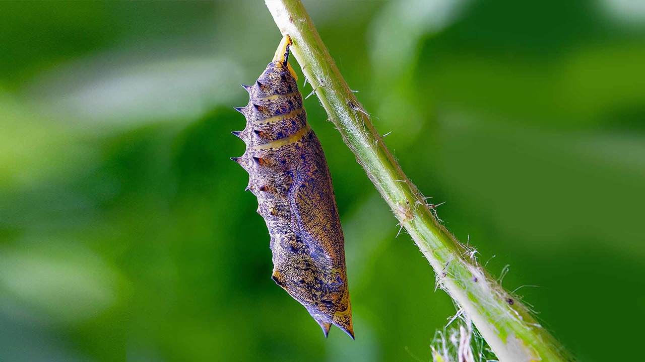 Сад бабочек Dubai Butterfly Garden