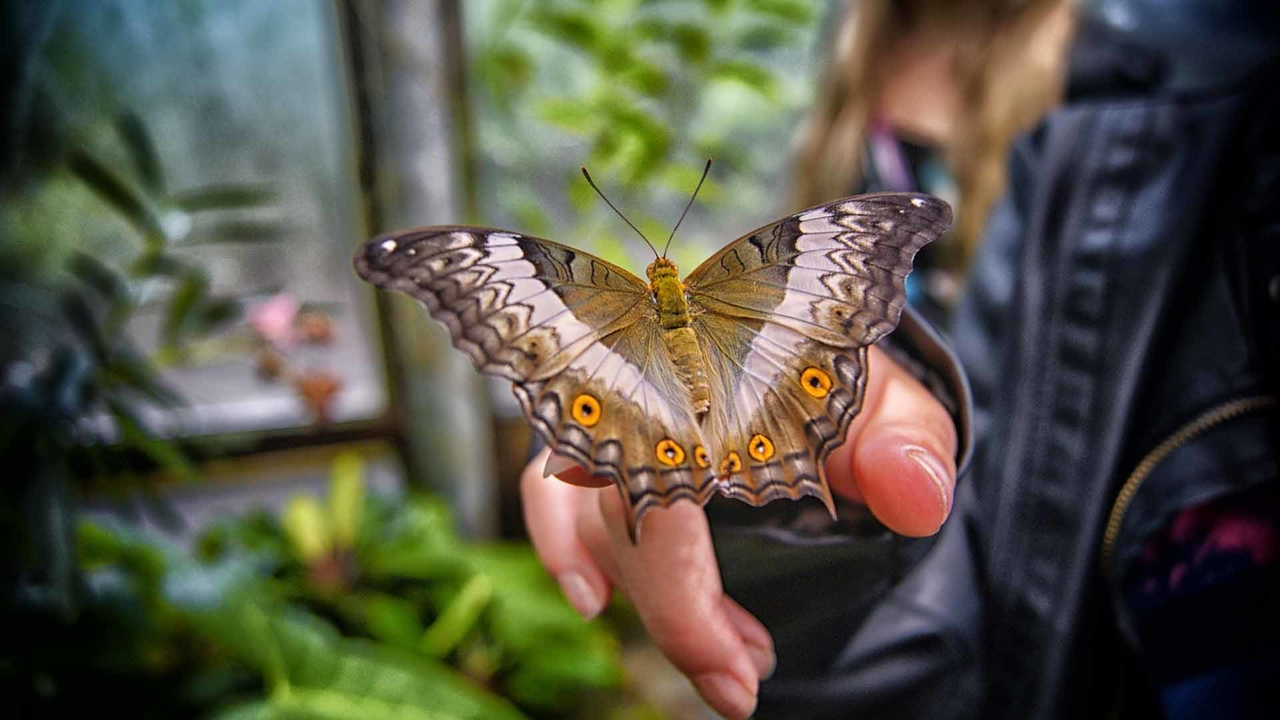 Сад бабочек Dubai Butterfly Garden