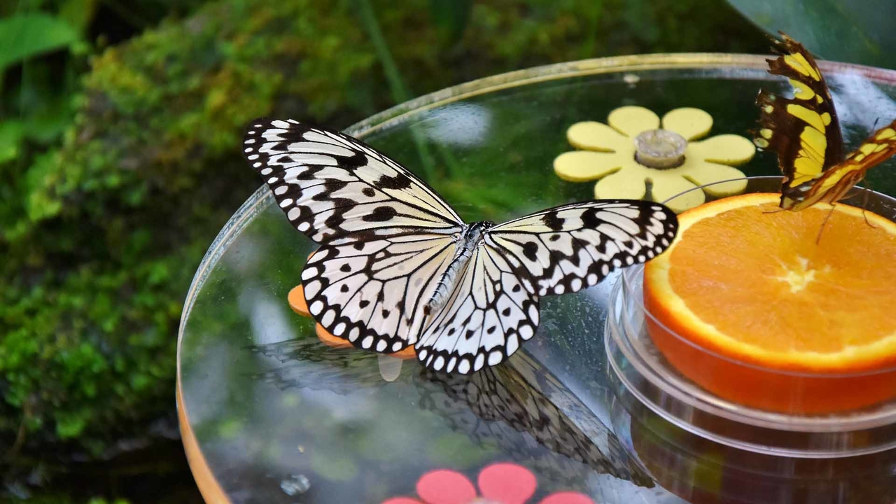 Сад бабочек Dubai Butterfly Garden