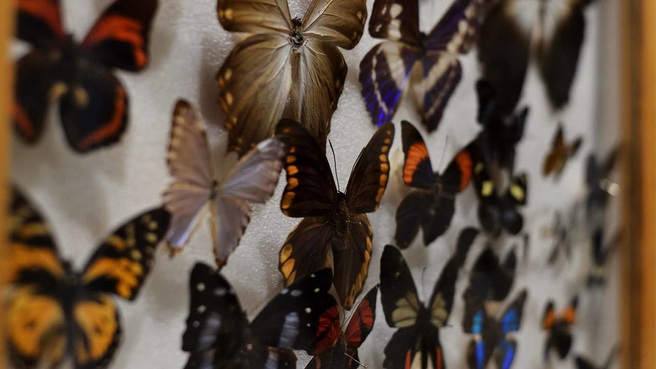 Сад бабочек Dubai Butterfly Garden