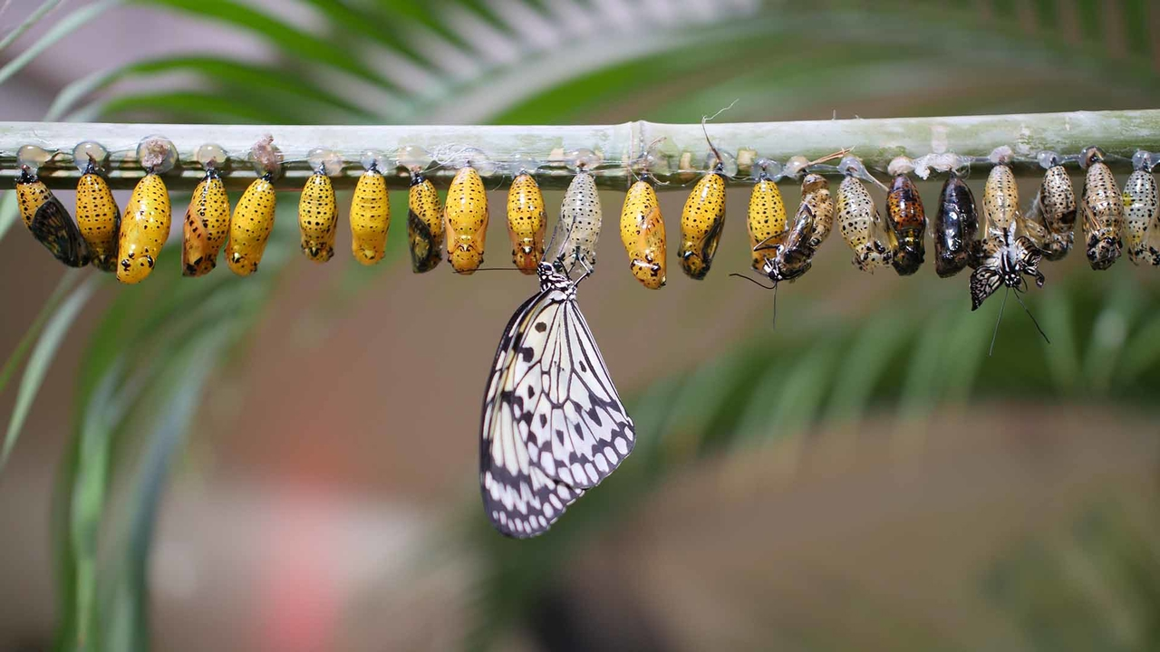Сад бабочек Dubai Butterfly Garden