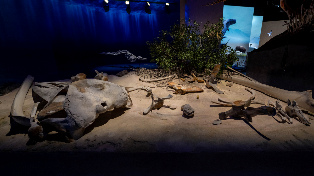 Natural History Museum, Abu-Dhabi - Photo 17