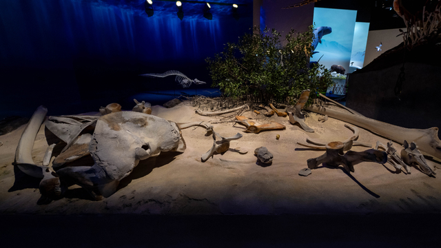 Digital & Interactive Displays