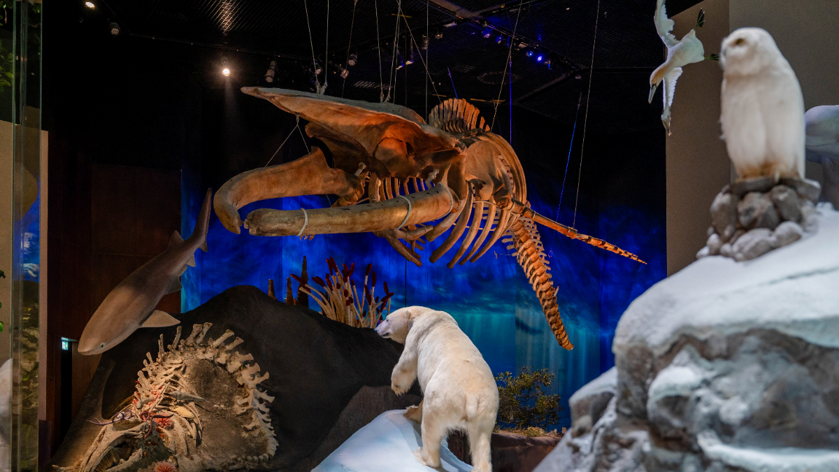 Natural History Museum, Abu-Dhabi - Photo 6