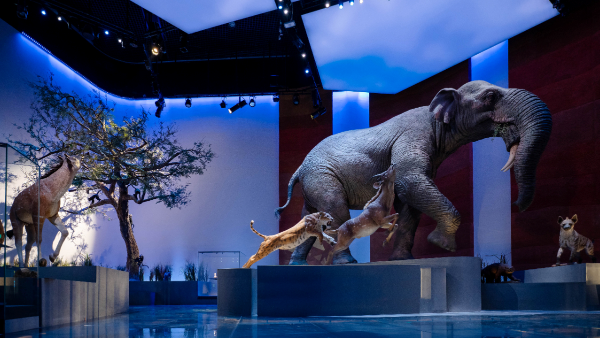 Natural History Museum, Abu-Dhabi - Photo 11