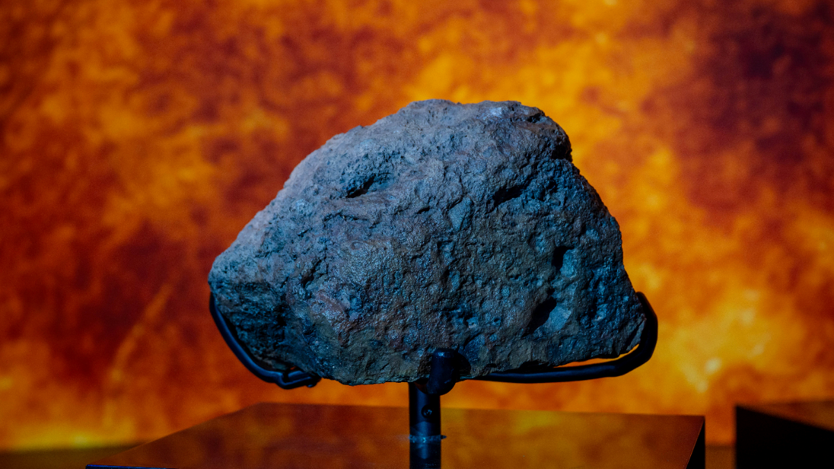 Natural History Museum, Abu-Dhabi - Photo 28