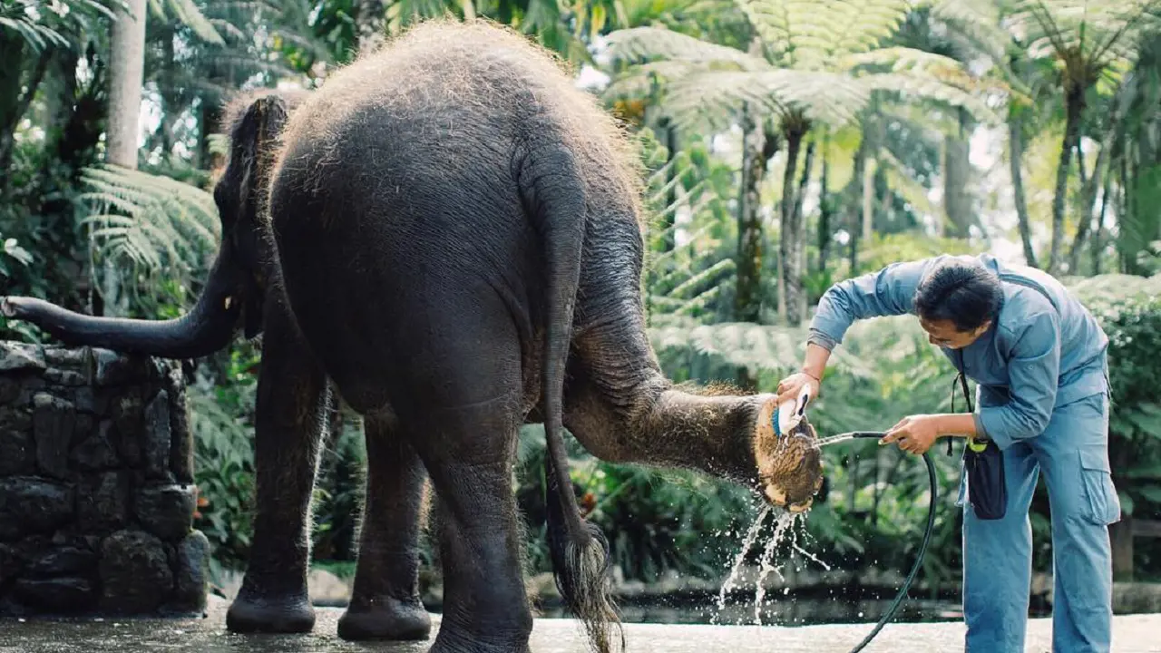 Mason Elephant Park Bali by Mason Adventures (Formerly known as Elephant Safari Park) – Bild 3