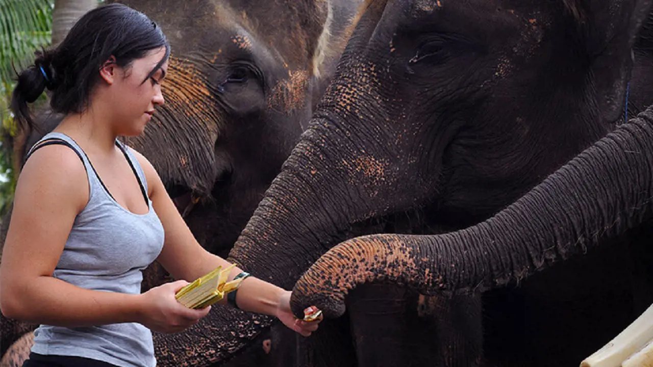 Mason Elephant Park Bali by Mason Adventures (Formerly known as Elephant Safari Park) – Bild 5