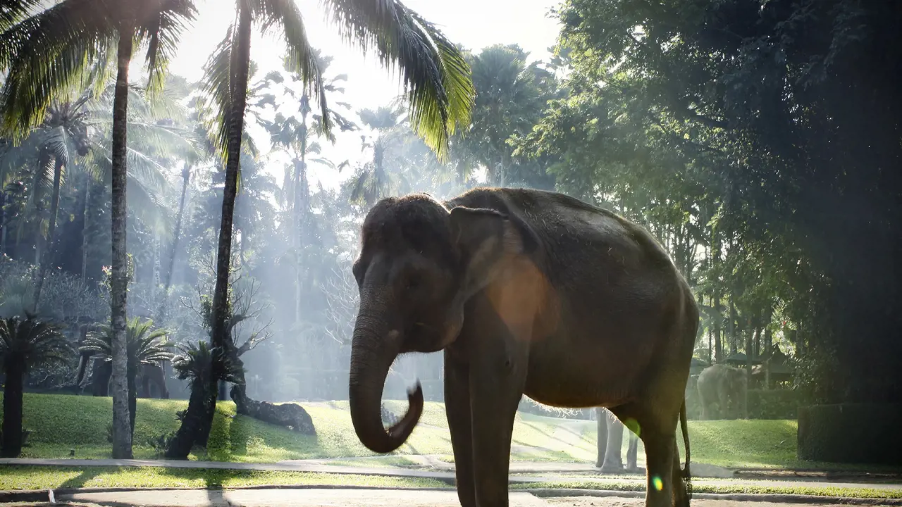 Mason Elephant Park Bali by Mason Adventures (Formerly known as Elephant Safari Park) – Bild 7